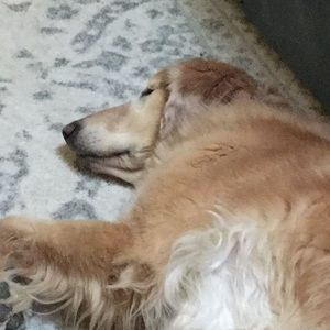 Meet your Posher, Taylor